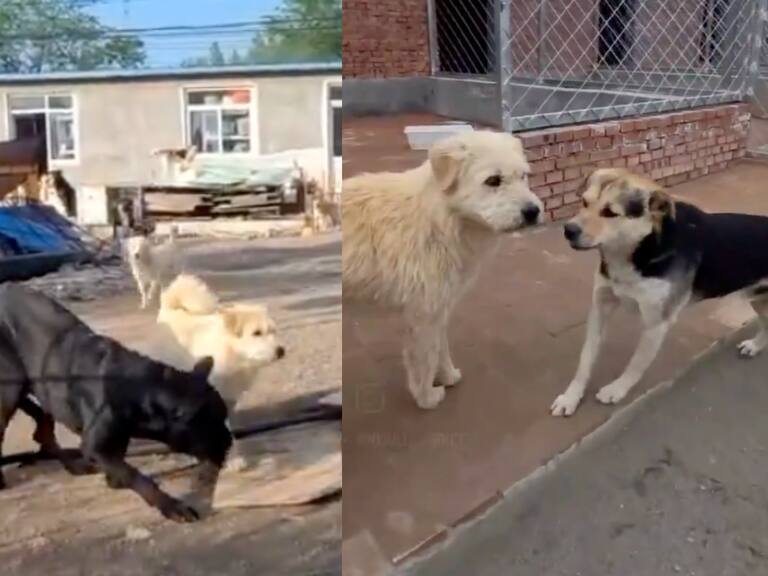 El 'perro alfa' logra que jaurías enteras se calmen solo con su presencia.