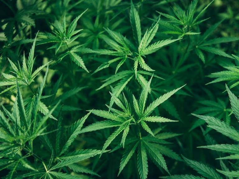 Suprema Corte: ¿Qué avaló sobre el consumo lúdico de marihuana?
