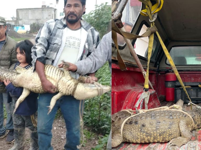 Capturaron un cocodrilo que se encontraba en calles de la colonia Ampliación Santa Rosa, en Cuautitlán Izcalli, Estado de México.
