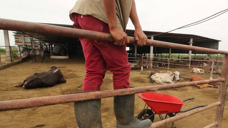 Suman más de mil 500 las reses muertas en Tabasco