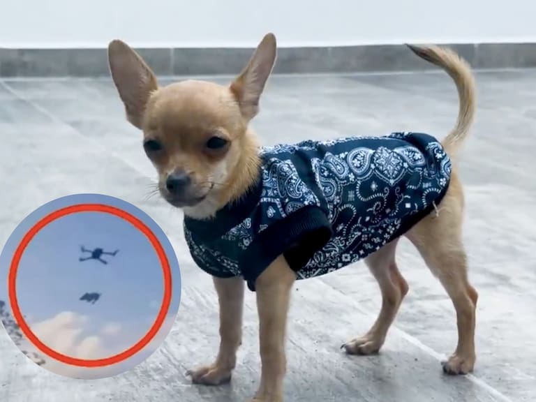 ‘Osito’, de raza Chihuahua, quedó bajo el resguardo de la SEMA mientras continúan las investigaciones correspondientes por el video donde se le ve sujeto a un dron en Xul-Ha.