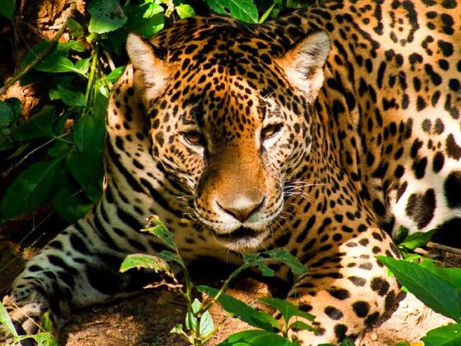 SOPITAS: Segundo acuerdo reparatorio en Chiapas