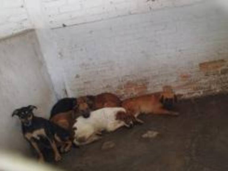 Aumenta número de denuncias por maltrato animal en Naucalpan