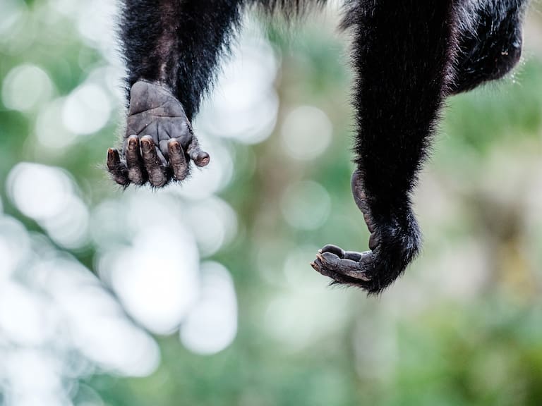 Monos aulladores: ¿Cómo es la especie que está muriendo por ola de calor en México?