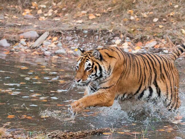 Tigre suelto en Tlaquepaque causa revuelo en redes sociales