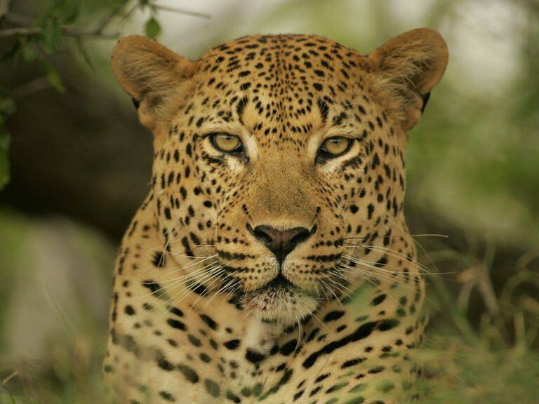 Un jaguar en cautiverio escapó en Tlajomulco