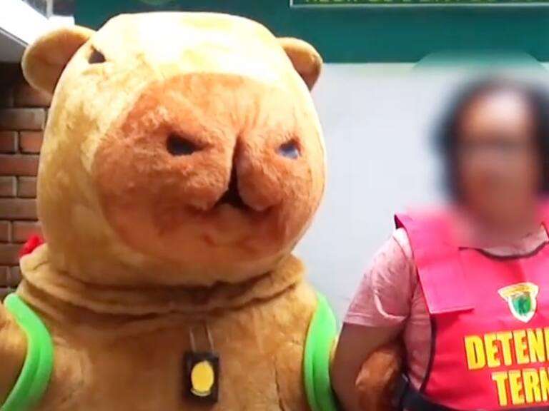 Un agente disfrazado de capibara logró detener a un traficante de drogas con más de 1700 envoltorios de PBC y marihuana.